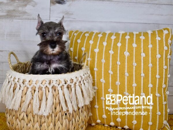 Miniature Schnauzer DOG Female Salt and Pepper 3950 Petland Independence, Missouri