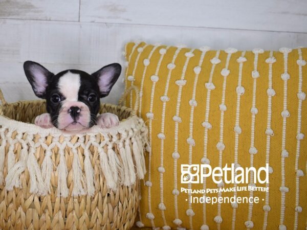 French Bulldog-DOG-Female-Black and White Piebald-3947-Petland Independence & Lee's Summit, MO