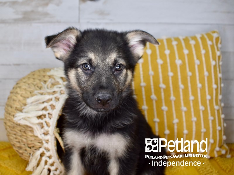 German Shepherd-DOG-Male-Black and Tan-3072623-Petland Independence, Missouri