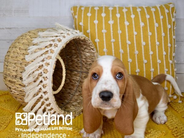 Basset Hound DOG Male Red and White 3945 Petland Independence, Missouri