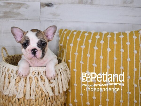 French Bulldog-DOG-Female-Red and White Piebald-3949-Petland Independence & Lee's Summit, MO