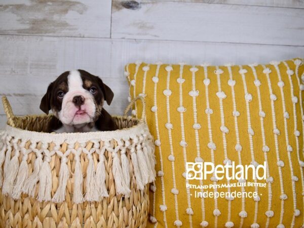 English Bulldog-DOG-Female-Chocolate Tri-color-3943-Petland Independence & Lee's Summit, MO