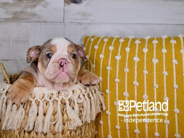 English Bulldog-DOG-Female-Chocolate Merle-3942-Petland Independence & Lee's Summit, MO