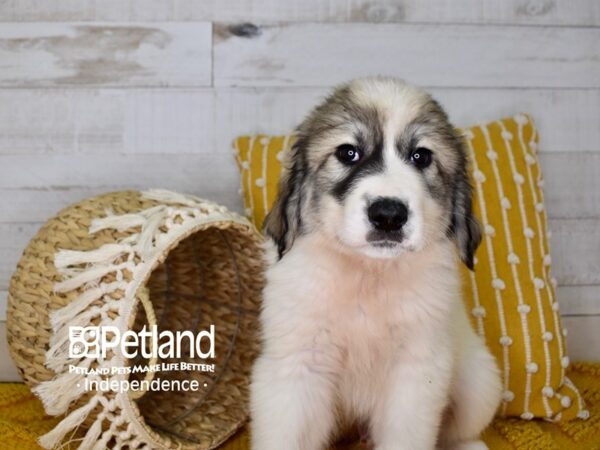 Great Pyrenees/Anatolian-DOG-Male-White-3939-Petland Independence, Missouri