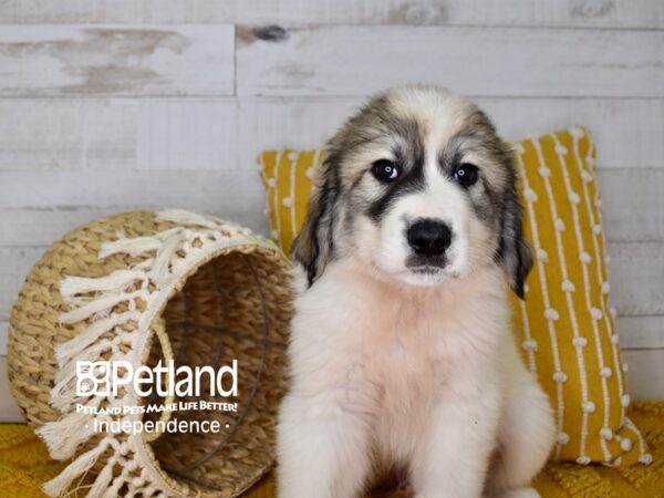 Great Pyrenees/Anatolian DOG Male White 3939 Petland Independence, Missouri