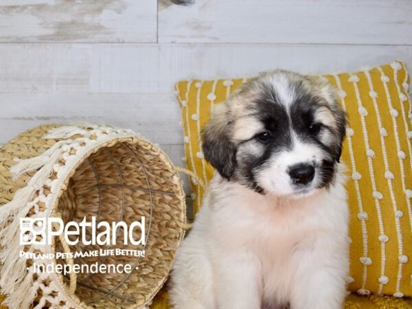 Great Pyrenees/Anatolian DOG Male White 3940 Petland Independence, Missouri