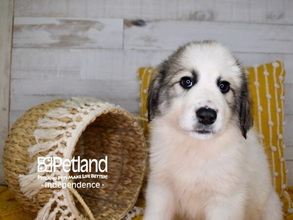 Great Pyrenees/Anatolian DOG Female White 3941 Petland Independence, Missouri