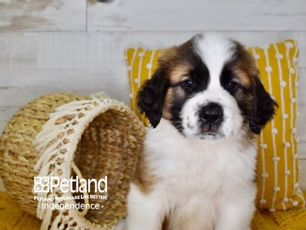 Saint Bernard-DOG-Male--3932-Petland Independence, Missouri