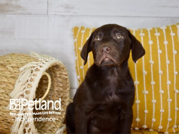 Labrador Retriever-DOG-Male--3936-Petland Independence, Missouri