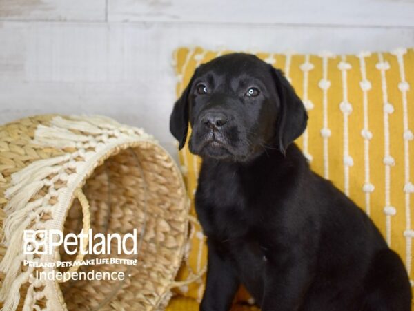 Labrador Retriever-DOG-Male-Black-3953-Petland Independence, Missouri