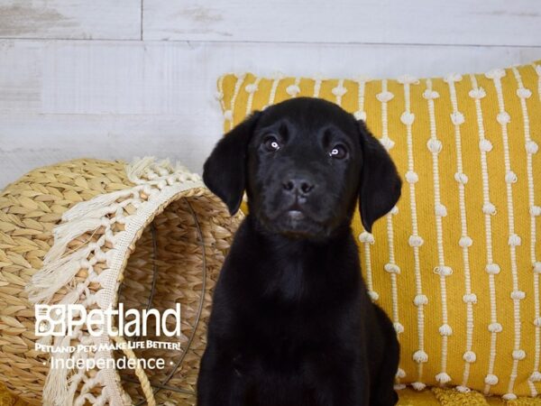 Labrador Retriever DOG Female Chocolate 3955 Petland Independence, Missouri