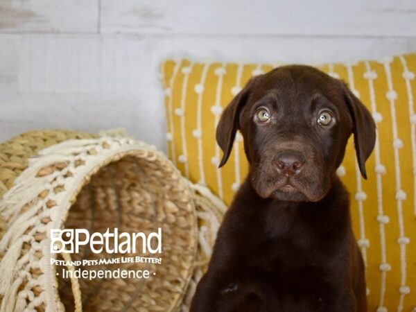 Labrador Retriever-DOG-Male-Chocolate-3954-Petland Independence, Missouri