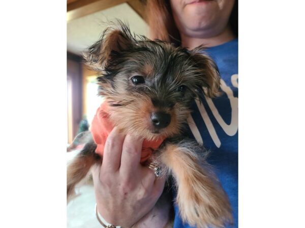 Silky Terrier DOG Female Silver Black and Tan 3958 Petland Independence, Missouri