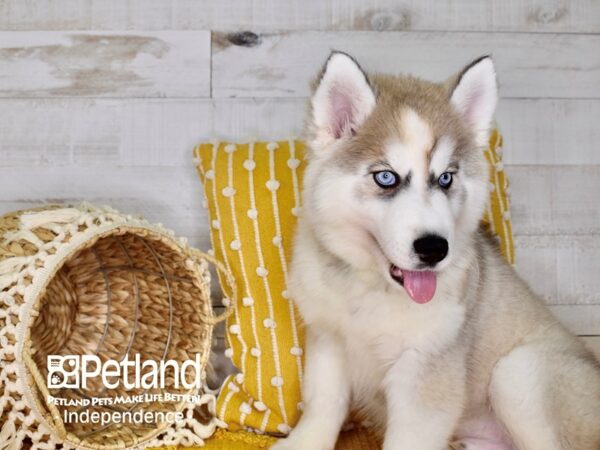 Siberian Husky DOG Male Silver and White 3957 Petland Independence, Missouri