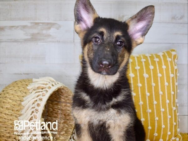 German Shepherd DOG Female Black and Tan 3965 Petland Independence, Missouri