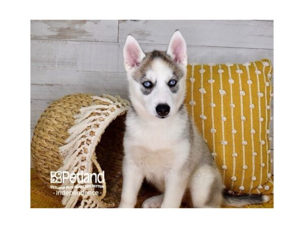 Siberian Husky DOG Female Silver and White 3966 Petland Independence, Missouri