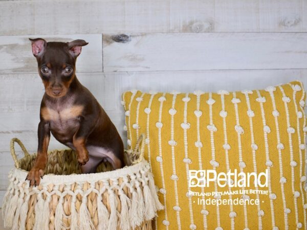 Miniature Pinscher DOG Female Chocolate & Rust 3968 Petland Independence, Missouri