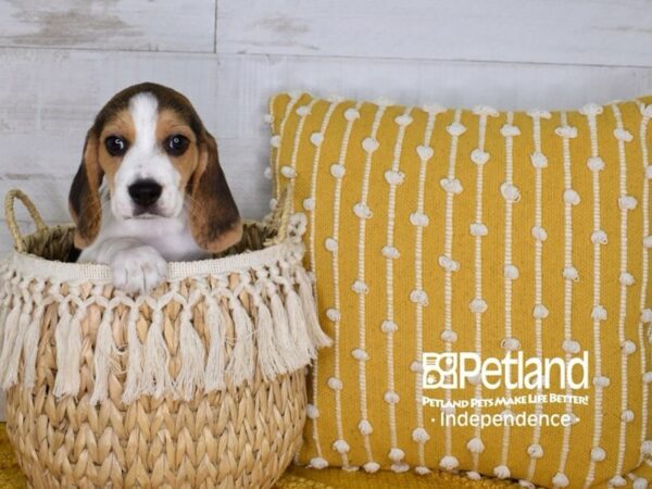 Beagle DOG Female Black, White, & Tan 3973 Petland Independence, Missouri