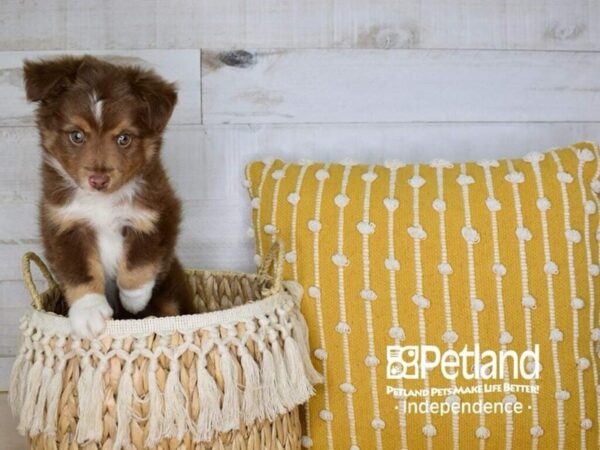 Toy Australian Shepherd-DOG-Male--3975-Petland Independence, Missouri