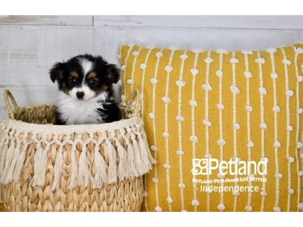 Toy Australian Shepherd-DOG-Female-Black and Tan-3974-Petland Independence & Lee's Summit, MO