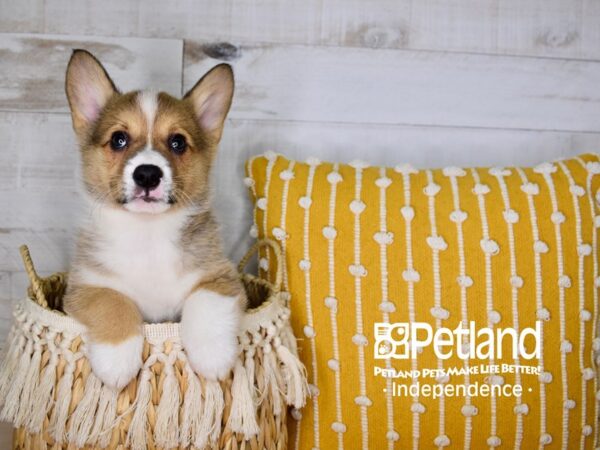 Pembroke Welsh Corgi-DOG-Female-Sable-3971-Petland Independence & Lee's Summit, MO