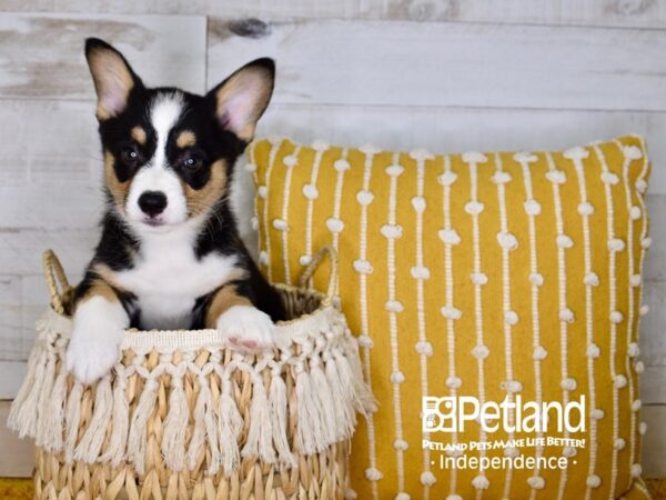 Pembroke Welsh Corgi DOG Male Black and Tan 3969 Petland Independence, Missouri