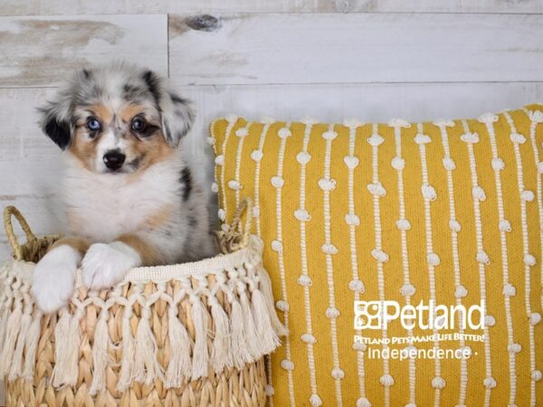 Miniature Australian Shepherd DOG Male Blue Merle 3978 Petland Independence, Missouri