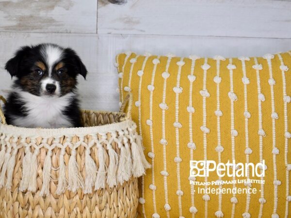 Miniature Australian Shepherd DOG Male Black and Tan 3979 Petland Independence, Missouri