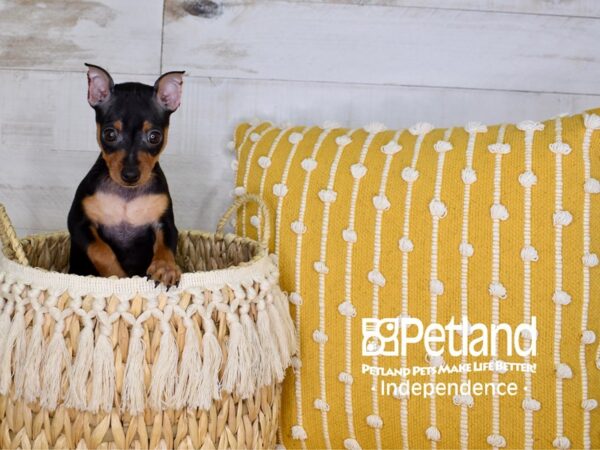 Miniature Pinscher DOG Female Black & Tan 3967 Petland Independence, Missouri