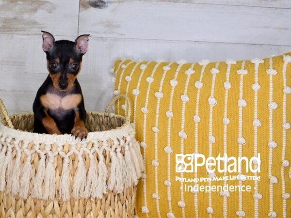 Miniature Pinscher-DOG-Female-Black & Tan-3967-Petland Independence & Lee's Summit, MO