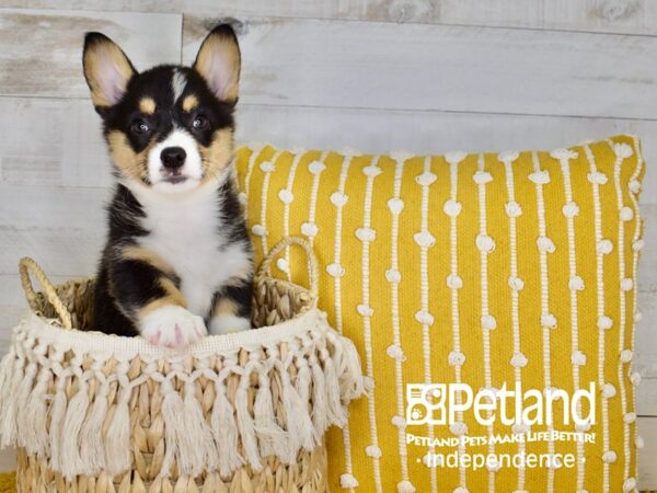 Pembroke Welsh Corgi-DOG-Male-Black and Tan-3972-Petland Independence, Missouri