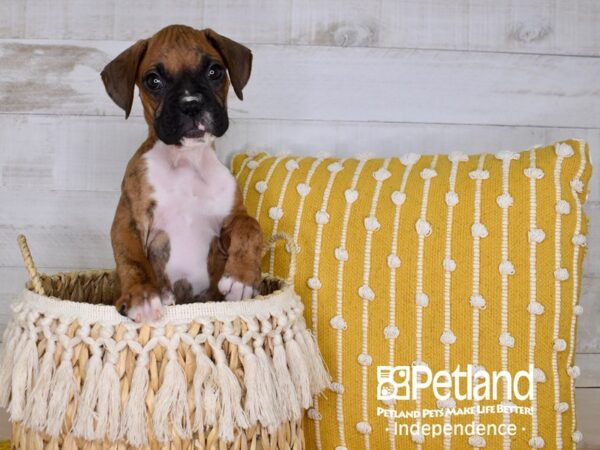 Boxer-DOG-Female-Brindle-3959-Petland Independence, Missouri