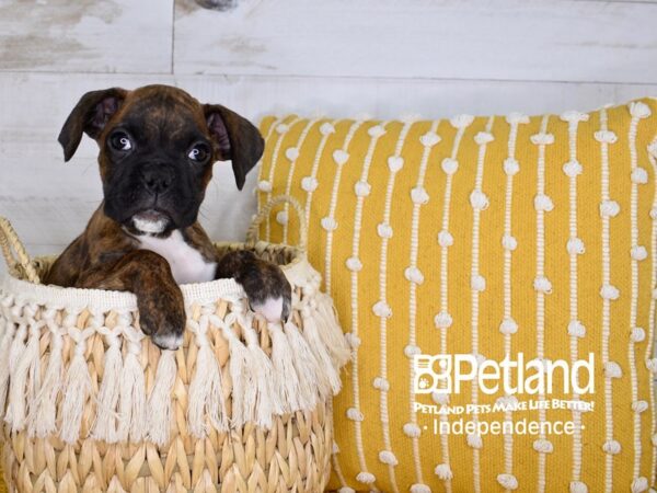 Boxer DOG Female 3935 Petland Independence, Missouri