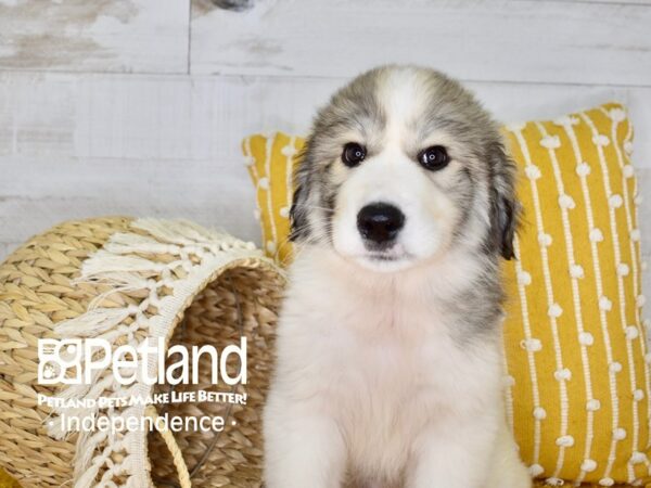 Great Pyrenees/Anatolian DOG Male White 3962 Petland Independence, Missouri