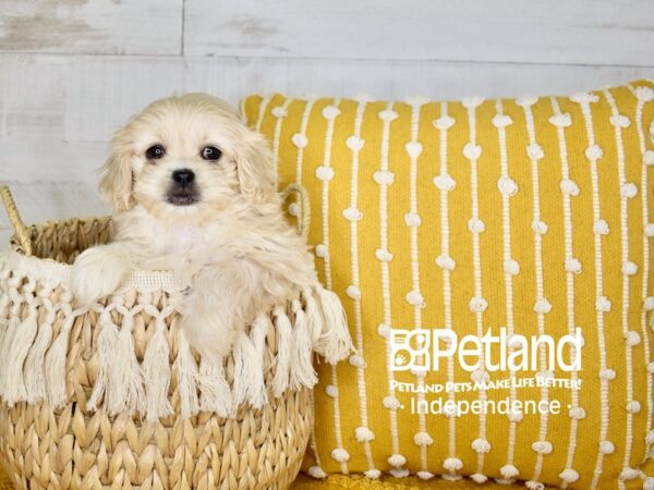 Pekapoo-DOG-Female-Apricot-3982-Petland Independence & Lee's Summit, MO