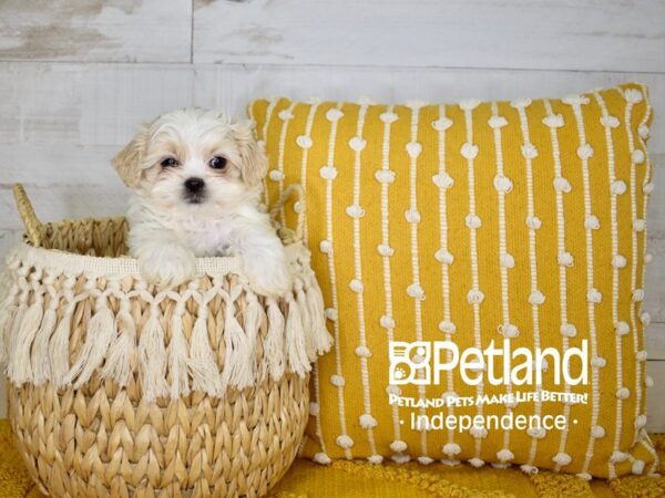 Pekapoo-DOG-Male-Apricot-3981-Petland Independence & Lee's Summit, MO