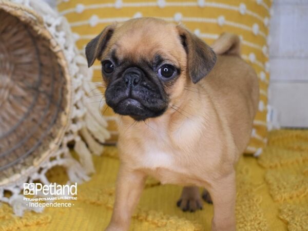 Puggle-DOG-Female-Fawn-3986-Petland Independence & Lee's Summit, MO