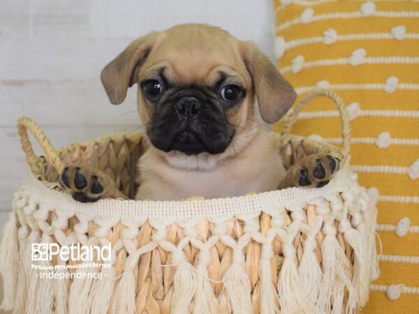 Puggle DOG Male Fawn 3985 Petland Independence, Missouri