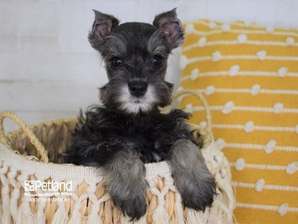 Miniature Schnauzer-DOG-Female-Salt & Pepper-3988-Petland Independence & Lee's Summit, MO