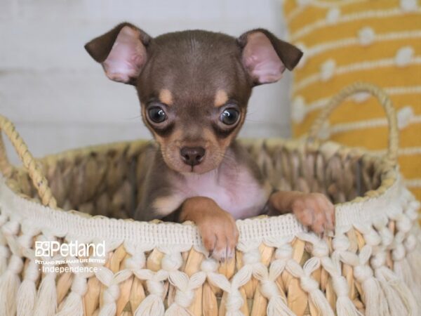 Chihuahua-DOG-Male-Chocolate and Tan-3987-Petland Independence & Lee's Summit, MO