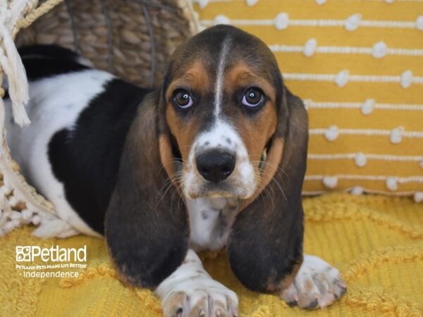 Basset Hound-DOG-Female-Black White & Tan-3989-Petland Independence & Lee's Summit, MO