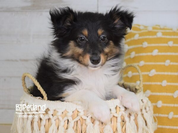 Shetland Sheepdog-DOG-Female-Black White & Tan-3990-Petland Independence, Missouri