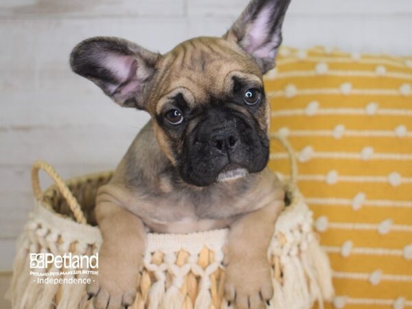 French Bulldog-DOG-Male-Sable-3992-Petland Independence & Lee's Summit, MO