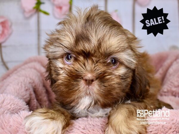 Shih Tzu-DOG-Female-Liver-3743-Petland Independence & Lee's Summit, MO