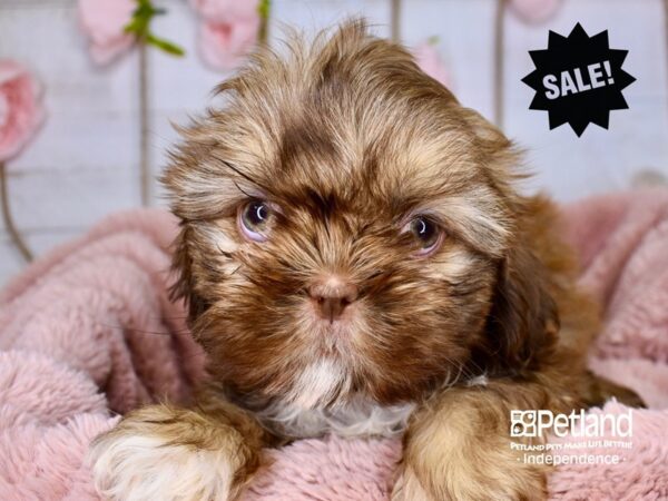 Shih Tzu-DOG-Female-Liver-3743-Petland Independence, Missouri