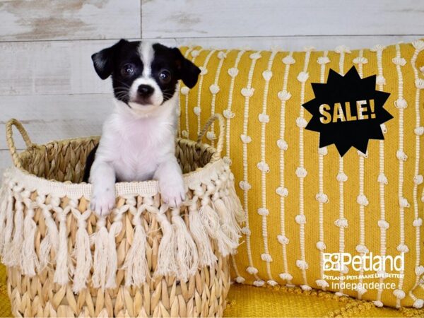 Chihuahua DOG Male Black & White 3805 Petland Independence, Missouri