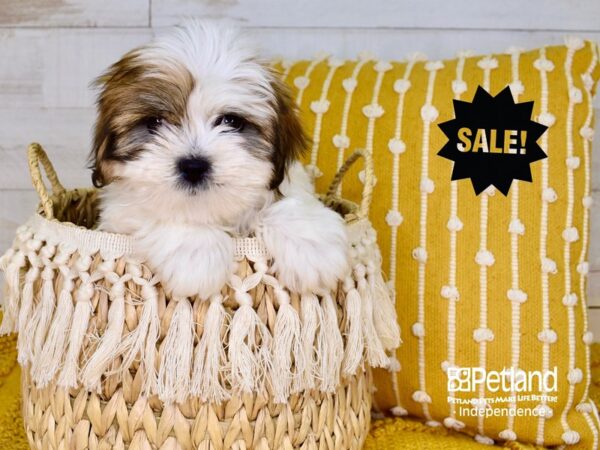 Lhasa Apso DOG Male Red & Gold Parti 3818 Petland Independence, Missouri