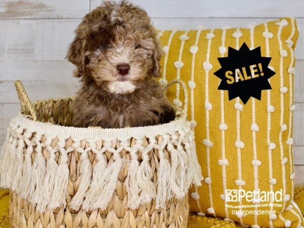 Cockapoo-DOG-Female-Chocolate Merle-3843-Petland Independence & Lee's Summit, MO
