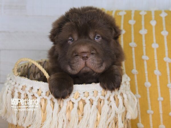 Chinese Shar-Pei-DOG-Female-Chocolate - Bear Coated-4003-Petland Independence & Lee's Summit, MO