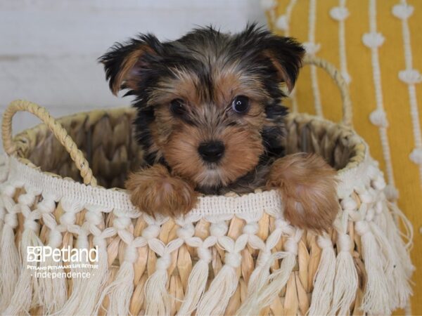 Yorkshire Terrier-DOG-Female-Black and Tan-4002-Petland Independence, Missouri